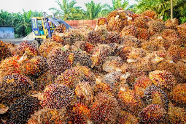 palm bunch ash